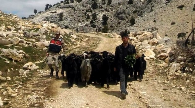 AHIRDAN KAÇAN 25 KEÇİ JANDARMA EKİPLERİ TARAFINDAN YAKALANDI!