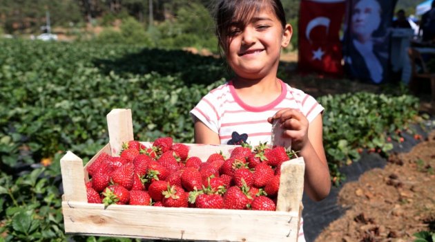 Çilek sayesinde kentten köye göç başladı