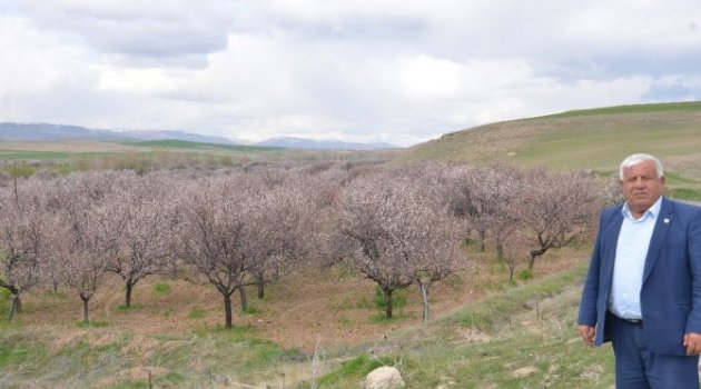 Elbistan'da çiçek açan kayısı ağaçları çiftçiyi  Kaynak: Elbistan'da çiçek açan kayısı ağaçları çiftçiyi umutlandırdı  sevindirdi.