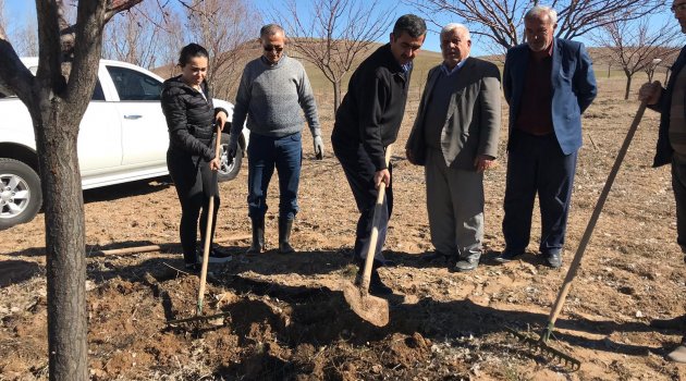 ELBİSTAN'DA KAYSI AĞAÇLARINA GİDYA UYGULAMASI