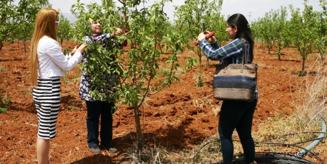 ELMADA BİYOTEKNİK MÜCADELE YÖNTEMLERİ YAYGINLAŞIYOR