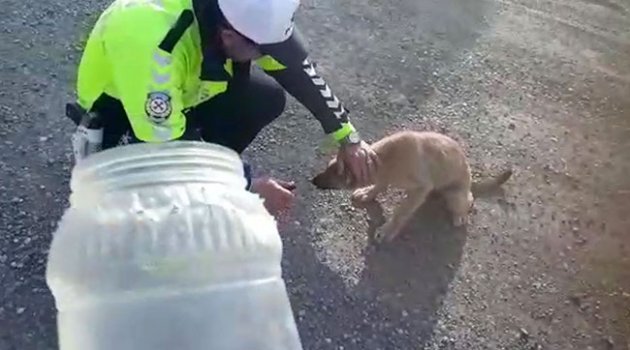 Kafasına geçirilen bidonla dolaşan köpeği polis kurtardı