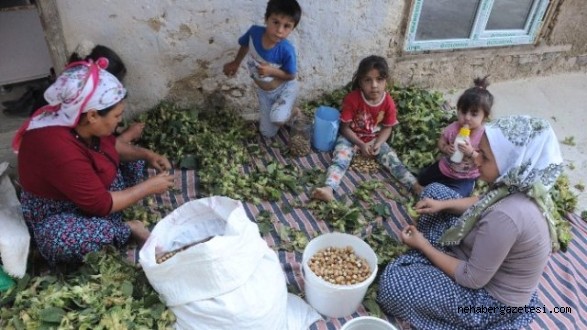 KAHRAMANMARAŞ'TA FINDIK HASADI BAŞLADI