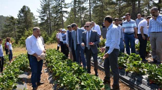 KAHRAMANMARAŞ'TA ÇİLEK HASADI DÜZENLENEN TARLA GÜNÜ İLE BAŞLADI