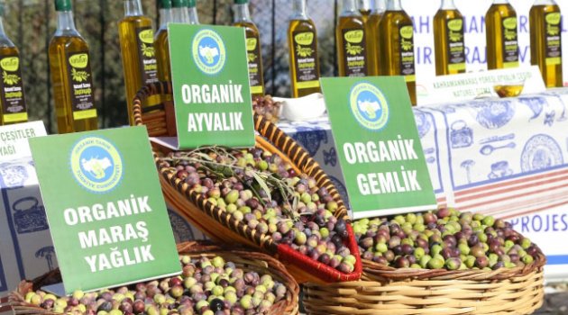 Kahramanmaraş'ta organik zeytin hasadı başladı..