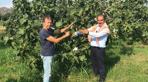 Lezzet deposu taze siyah incirin ihracat yolculuğu başladı