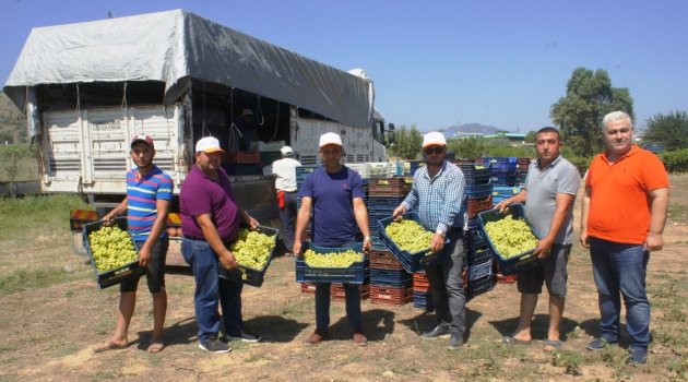 Şeker hastalarının gözdesi Superior seedless üzümünün ihracat yolculuğu 20 Temmuz'da başlıyor!