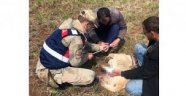 Jandarmadan yaralı çoban köpeğine şefkat eli.