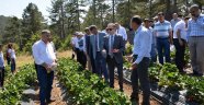 KAHRAMANMARAŞ'TA ÇİLEK HASADI DÜZENLENEN TARLA GÜNÜ İLE BAŞLADI